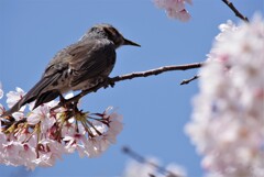 ヒヨと桜 (1)