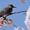 ヒヨと桜 (1)