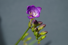 紫のフリージア