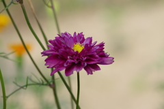 八重咲きコスモス