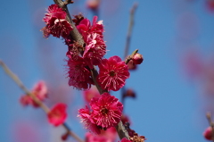 ウメ・コウバイ