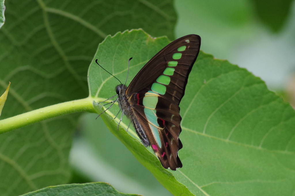 アオスジアゲハ2