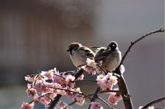 昨日のスズメ (1)