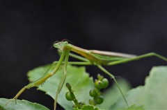 あ、どうもー