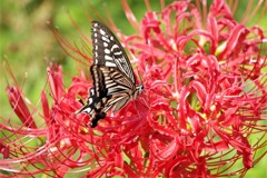 アゲハと彼岸花 (1)
