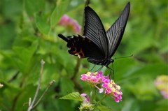 昨日のアゲハ (3)