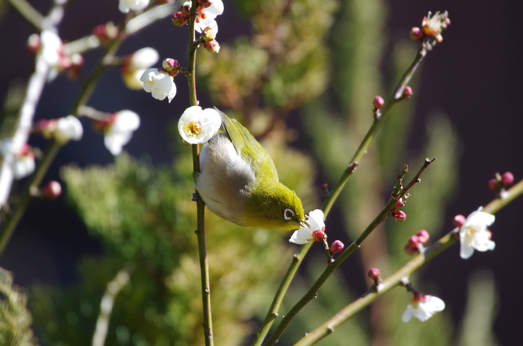 昨日のメジロ (2) 