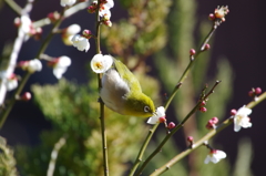 昨日のメジロ (2) 