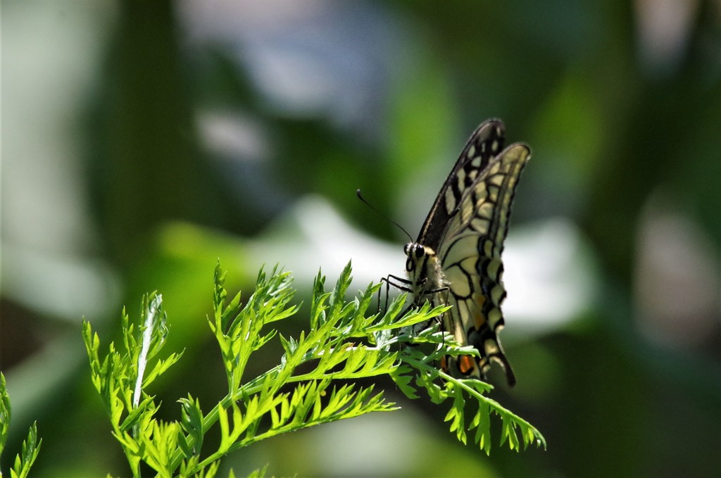 昨日のアゲハ (2)