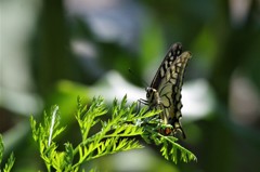 昨日のアゲハ (2)