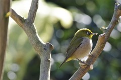 昨日のメジロ (3)