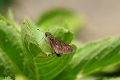 昨日のセセリチョウ