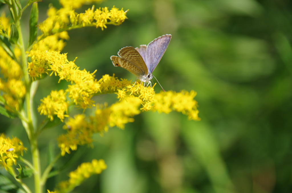 セイタカアワダチソウとシジミチョウ