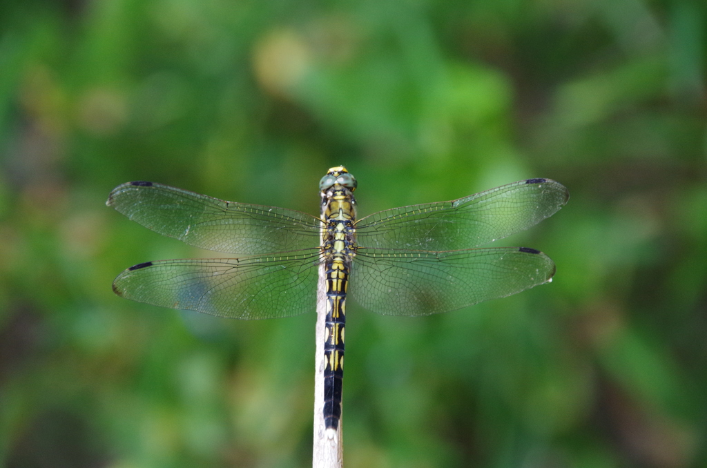 ムギワラトンボ1