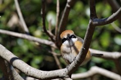 一昨日のモズ  (2)