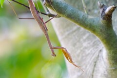 カマキリちゃん (2)