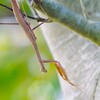 カマキリちゃん (2)