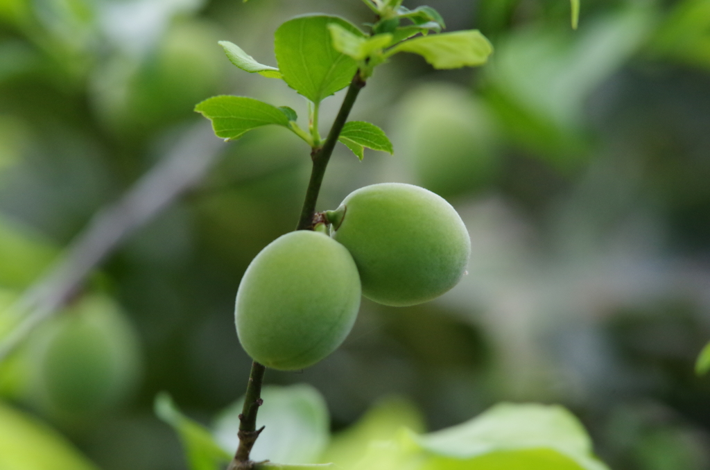梅の実