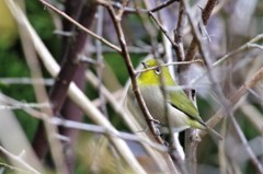 昨日のメジロ (1)