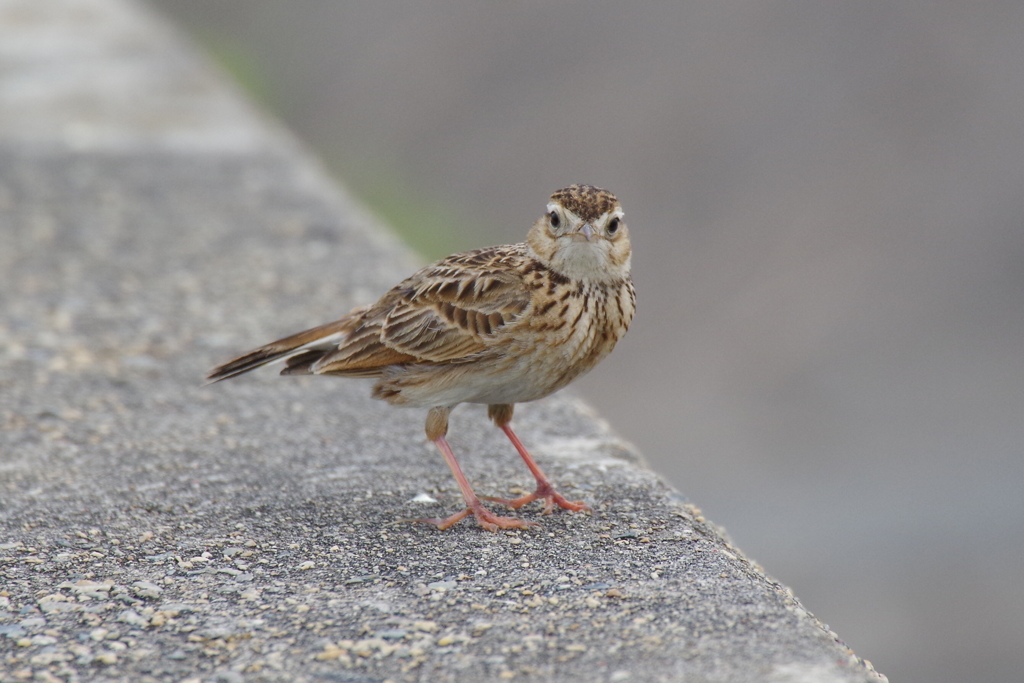 昨日のヒバリ  (3)