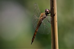 昨日のトンボ (2)