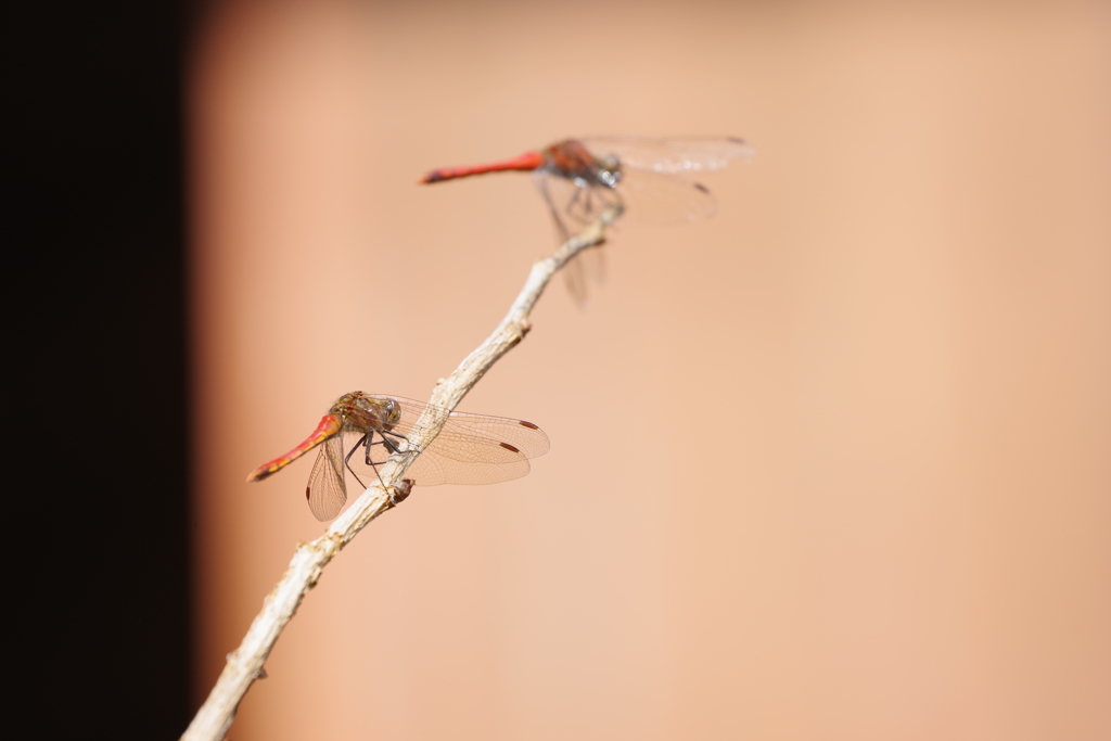 赤トンボ (1)