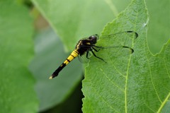 今日のトンボ (1)