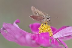 今日のセセリ (1)