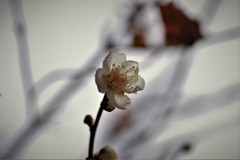 春の香りが・・・