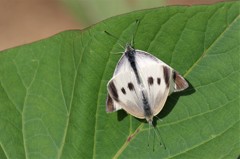 チョウ＆チョウ  (1)