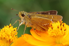 おいしいですー。