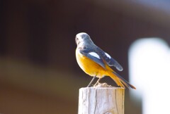 昨日の野鳥 (3)
