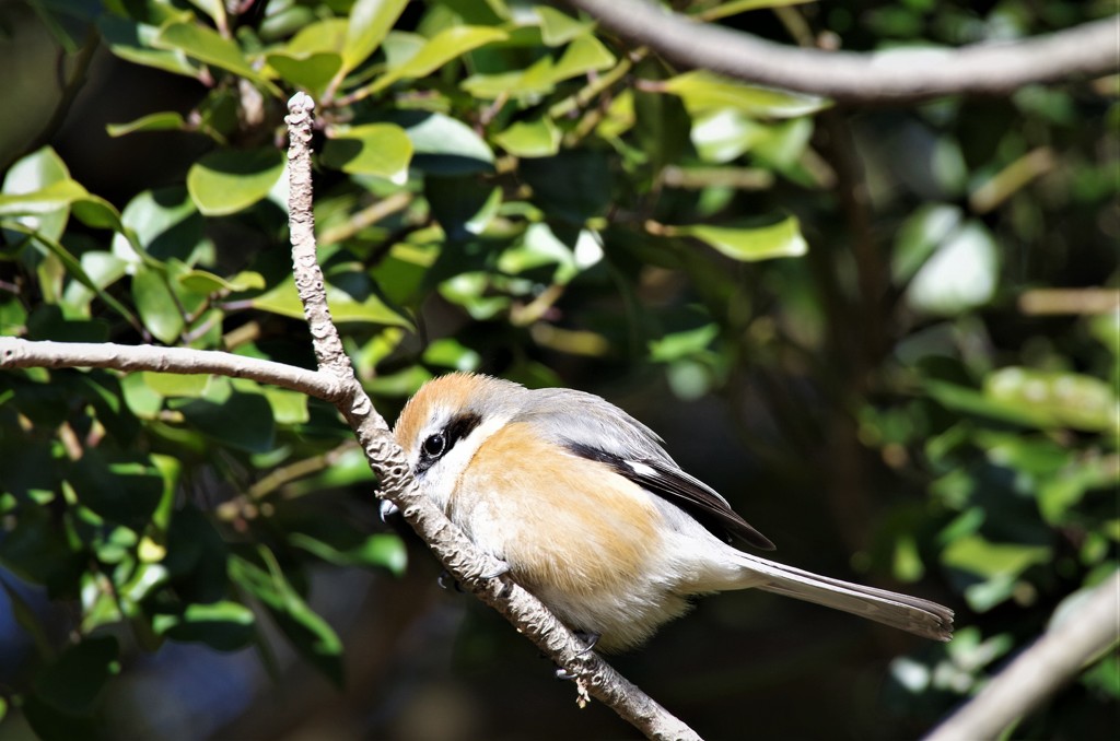 一昨日のモズ  (3)