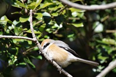 一昨日のモズ  (3)