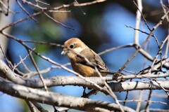 昨日の野鳥 (1)