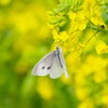 春ですね・・・ (1)