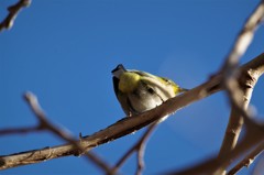 昨日のメジロ (1)