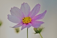 今日の花 (3)