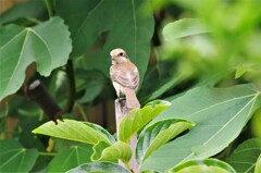 今日の野鳥 (2)