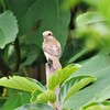 今日の野鳥 (2)