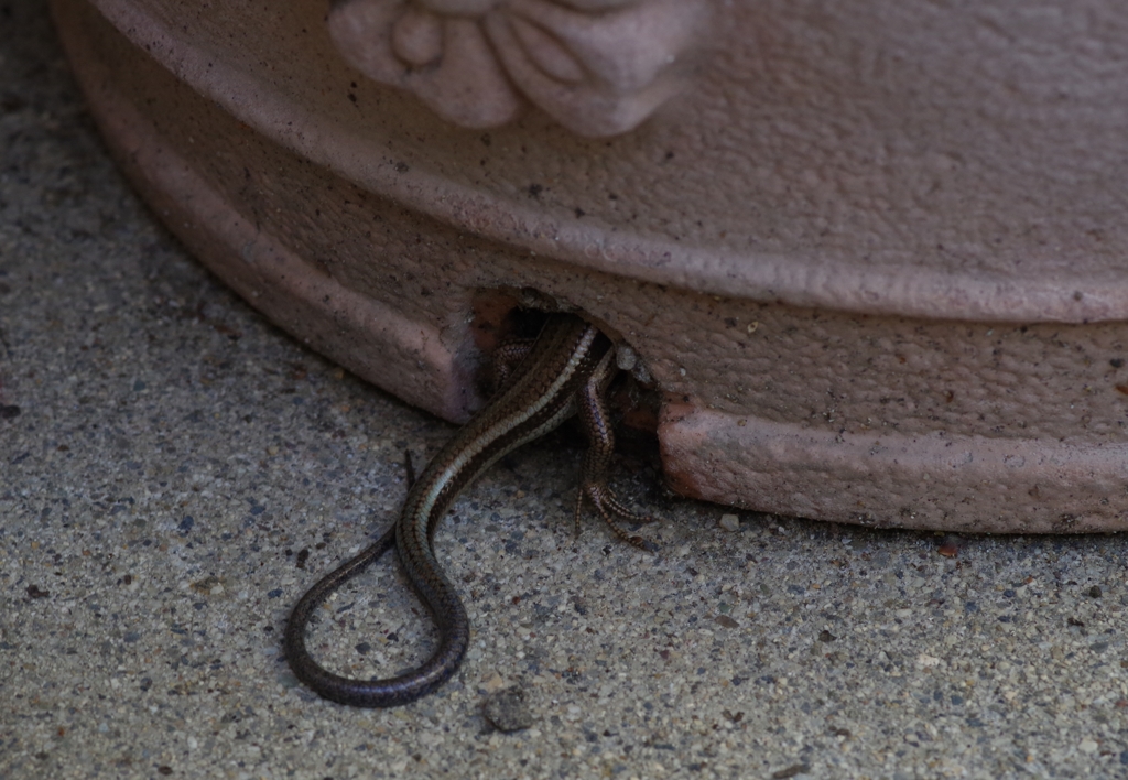 頭隠して尻隠さず