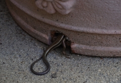 頭隠して尻隠さず