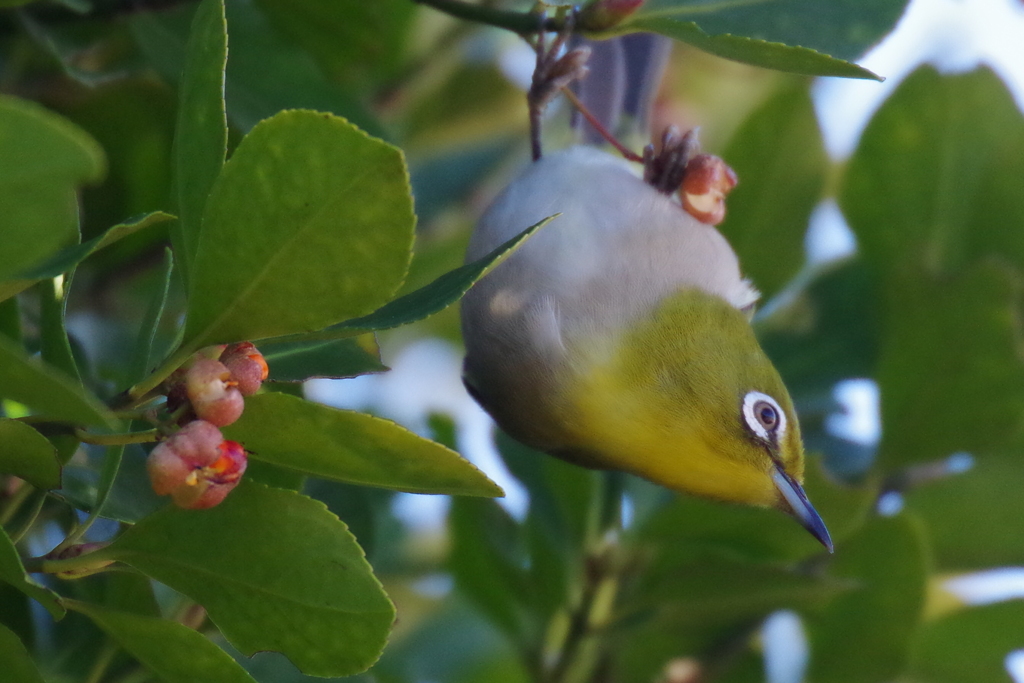 今日のメジロ (1)