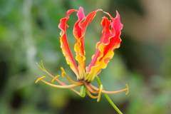 一昨日の花