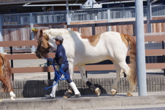 お馬さん (2)