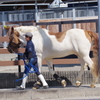 お馬さん (2)