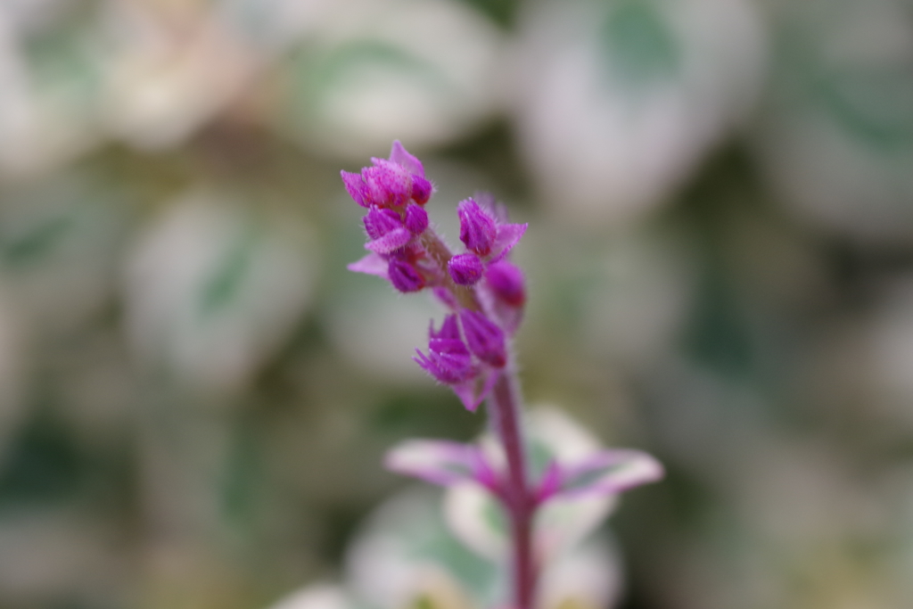 ヘミジギァ・マーブルキャンディ