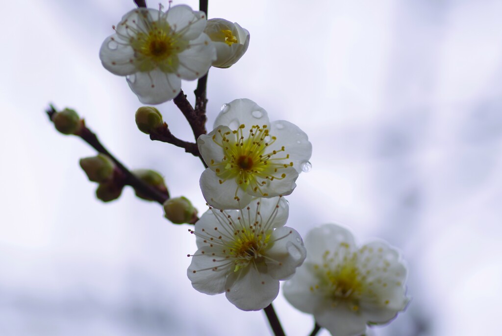 白梅