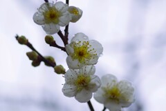 白梅