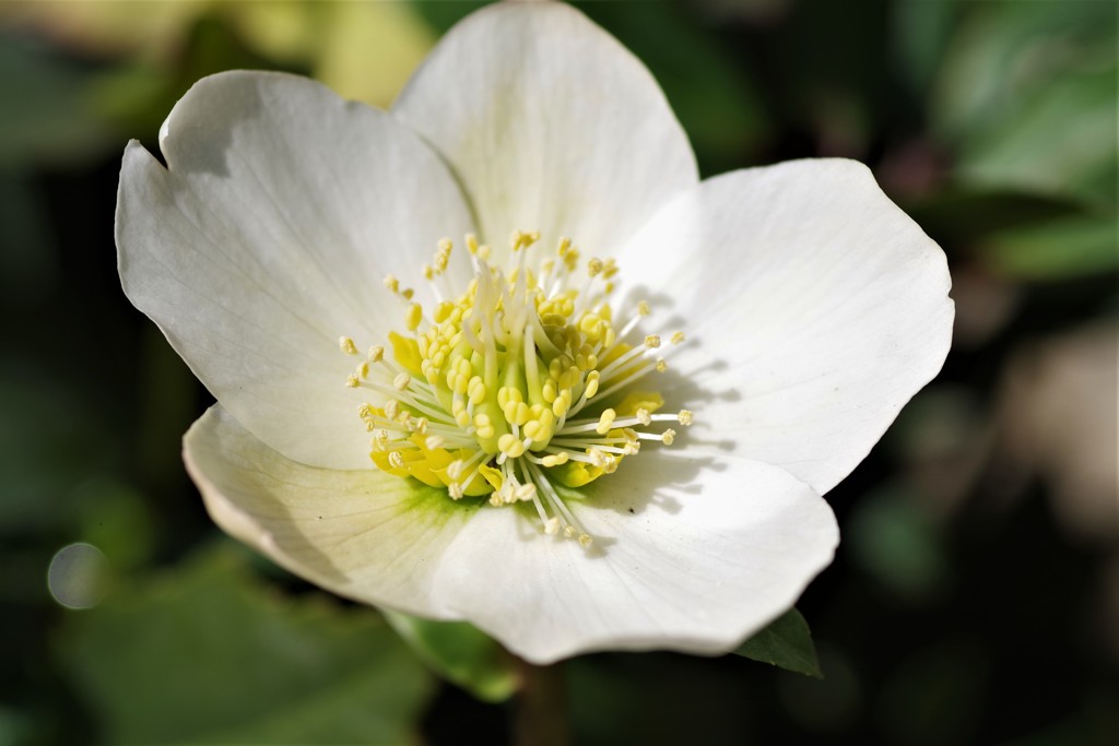 クリスマスローズ